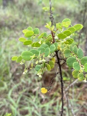 Phyllanthus dallachyanus