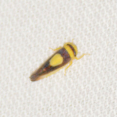 Colladonus clitellarius