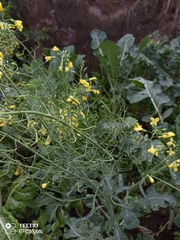 Brassica