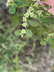 Phyllanthus dallachyanus