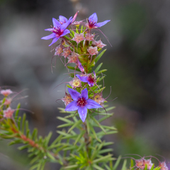 Calytrix leschenaultii