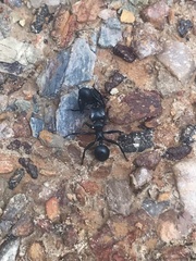 Cephalotes atratus