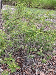 Phyllanthus dallachyanus