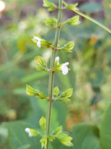 Image of Salvia alvajaca by (c) Eduardo Chacón Madrigal, some rights reserved (CC BY)