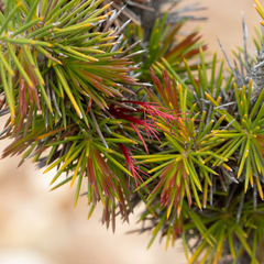 Melaleuca peucophylla