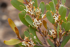 Hakea pandanicarpa