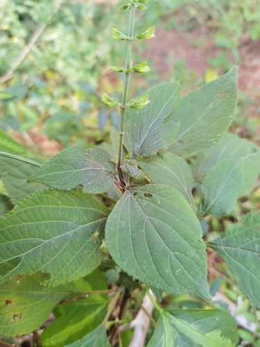 Image of Salvia alvajaca by (c) Eduardo Chacón Madrigal, some rights reserved (CC BY)