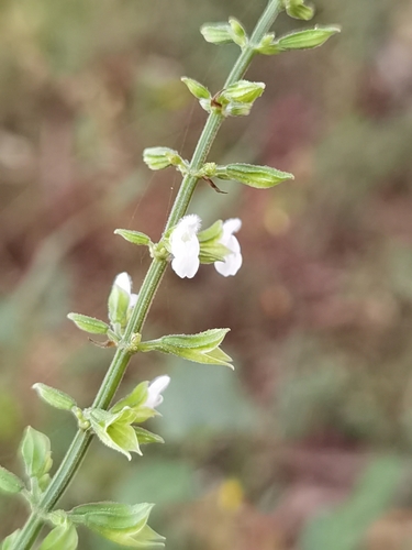 Image of Salvia alvajaca by (c) Eduardo Chacón Madrigal, some rights reserved (CC BY)
