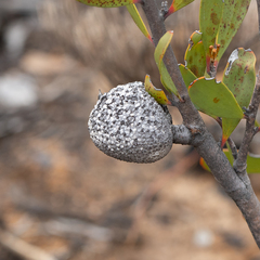 Hakea pandanicarpa