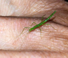 Candovia granulosa