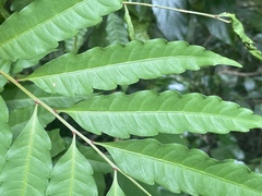 Cupaniopsis foveolata