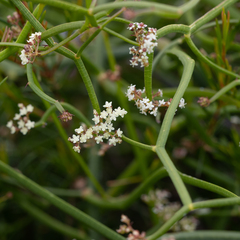 Platysace compressa