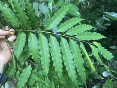Cupaniopsis foveolata