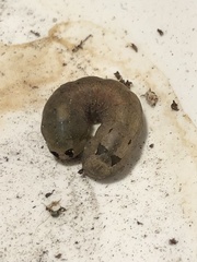 Spodoptera latifascia