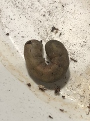 Spodoptera latifascia