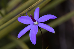 Agrostocrinum scabrum