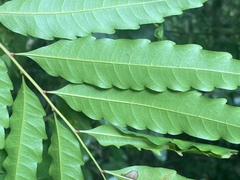 Cupaniopsis foveolata
