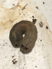 Spodoptera latifascia