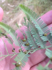 Calomela parilis