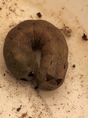 Spodoptera latifascia