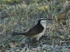 Campylorhynchus griseus