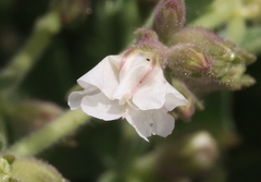 Mirabilis