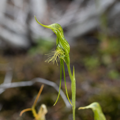 Pterostylis turfosa
