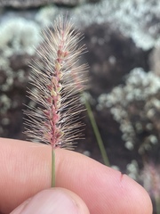 Setaria surgens