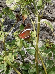 Anartia fatima colima