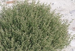 Mirabilis