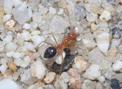 Endiodioctes