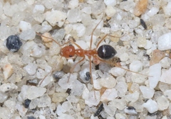 Endiodioctes