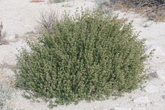 Mirabilis