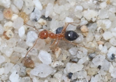 Endiodioctes