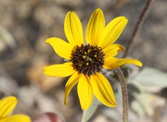 Helianthus petiolaris canescens