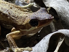 Litoria adelaidensis