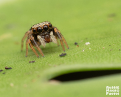 Euryattus bleekeri