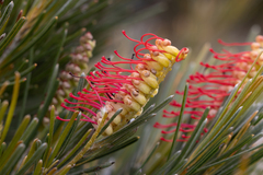 Grevillea hookeriana