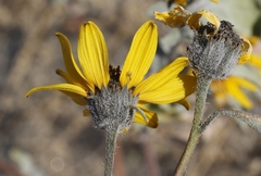 Helianthus petiolaris canescens