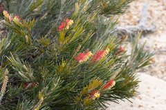 Grevillea hookeriana