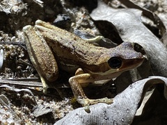 Litoria adelaidensis