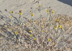 Helianthus petiolaris canescens