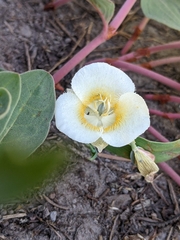Calochortus subalpinus