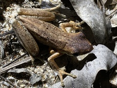 Litoria adelaidensis