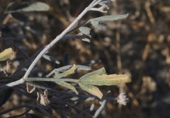 Psorothamnus emoryi emoryi