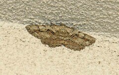 Cymatophora approximaria