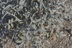 Psorothamnus emoryi emoryi