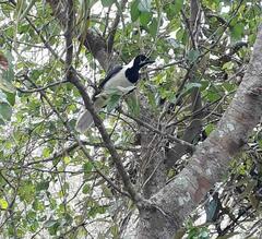 Cyanocorax mystacalis