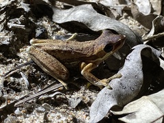 Litoria adelaidensis