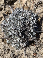 Eriogonum tenellum